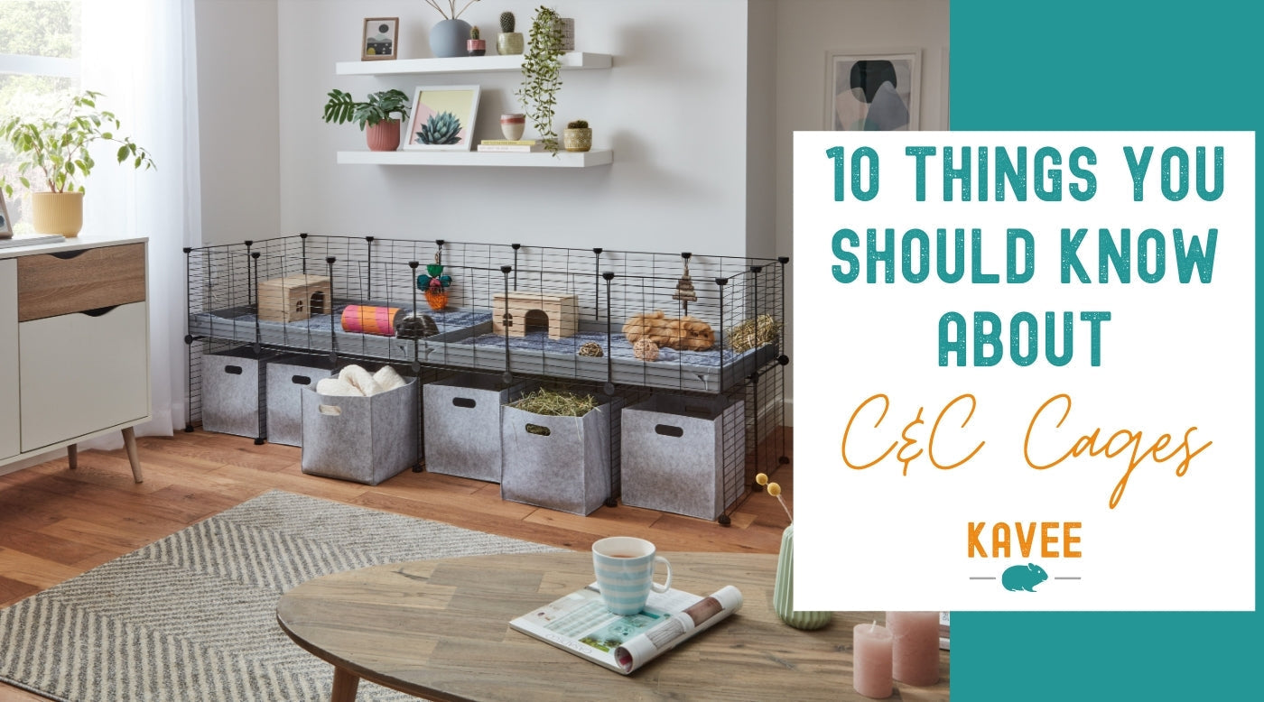 ten things you should know about C&C c and c cages guinea pig before getting one Kavee
