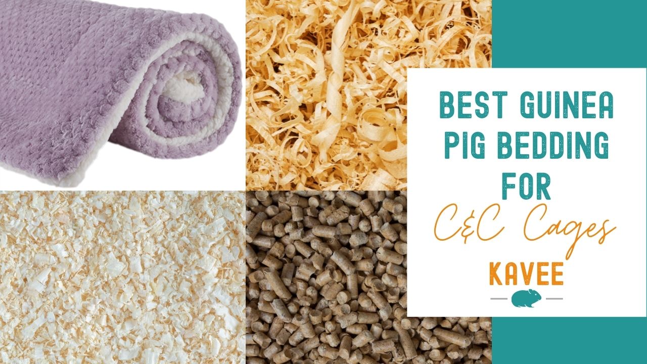 The Best Bedding for Guinea Pig Cages