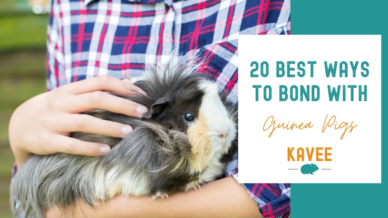 20 best ways to bond with your guinea pig!