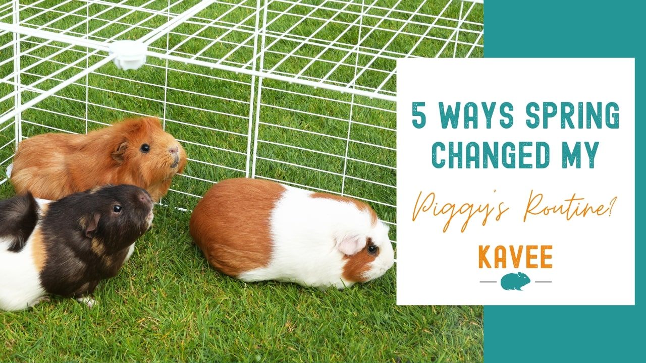 5 ways spring changes my guinea pig routine kavee c&C cage guinea pig