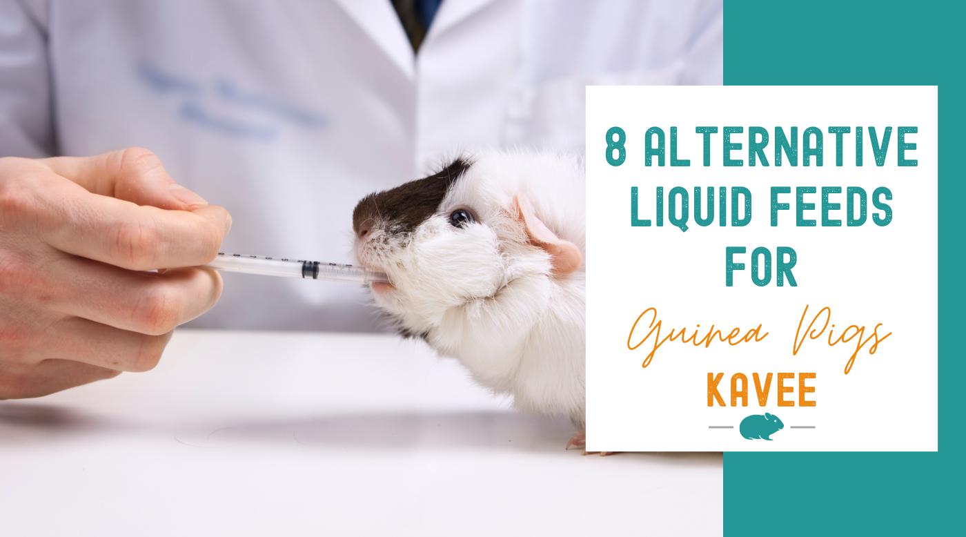 8 Emergency Liquid Food Recipes for Guinea Pigs DIY Syringe Feed