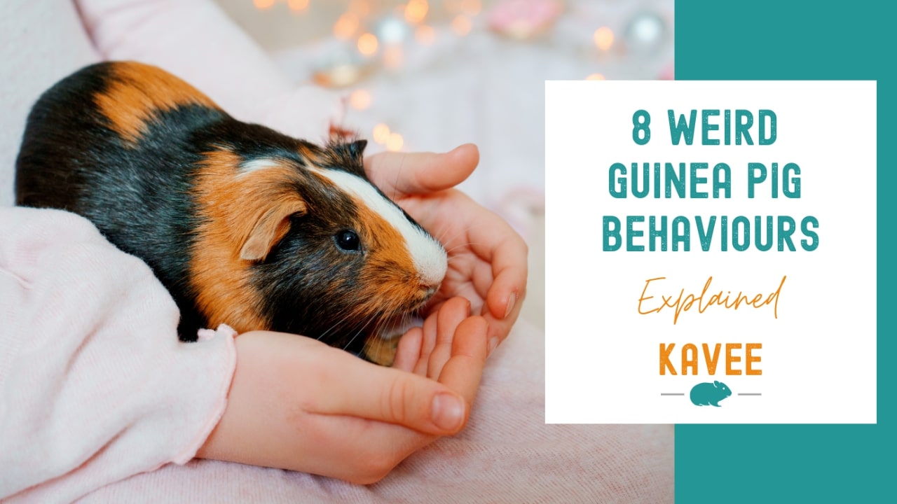 8 Weird Guinea Pig Behaviours Explained