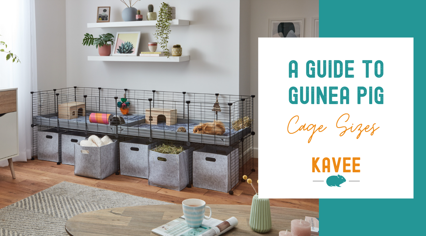 Guide to Indoor Guinea Pig Cage Sizes