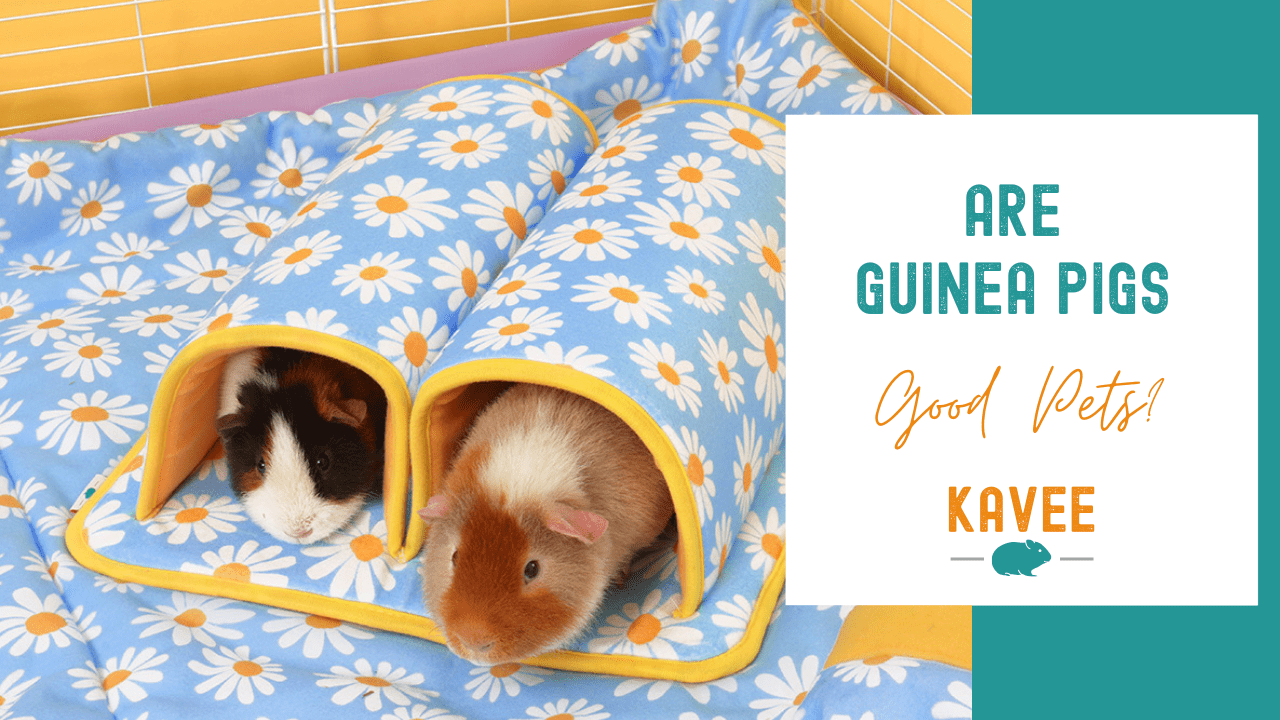 Are guinea pigs good pets?