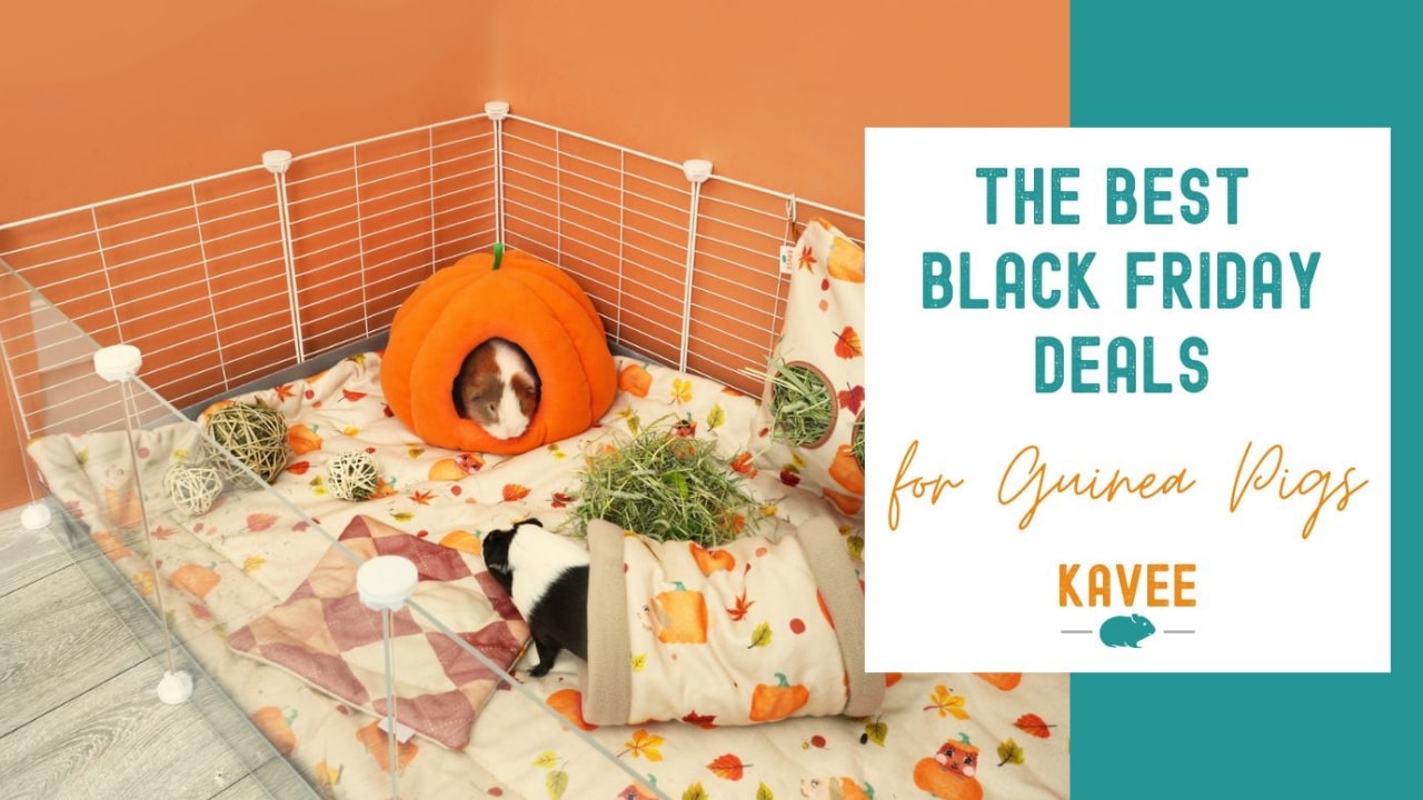 List of guinea pig black friday deals at Kavee