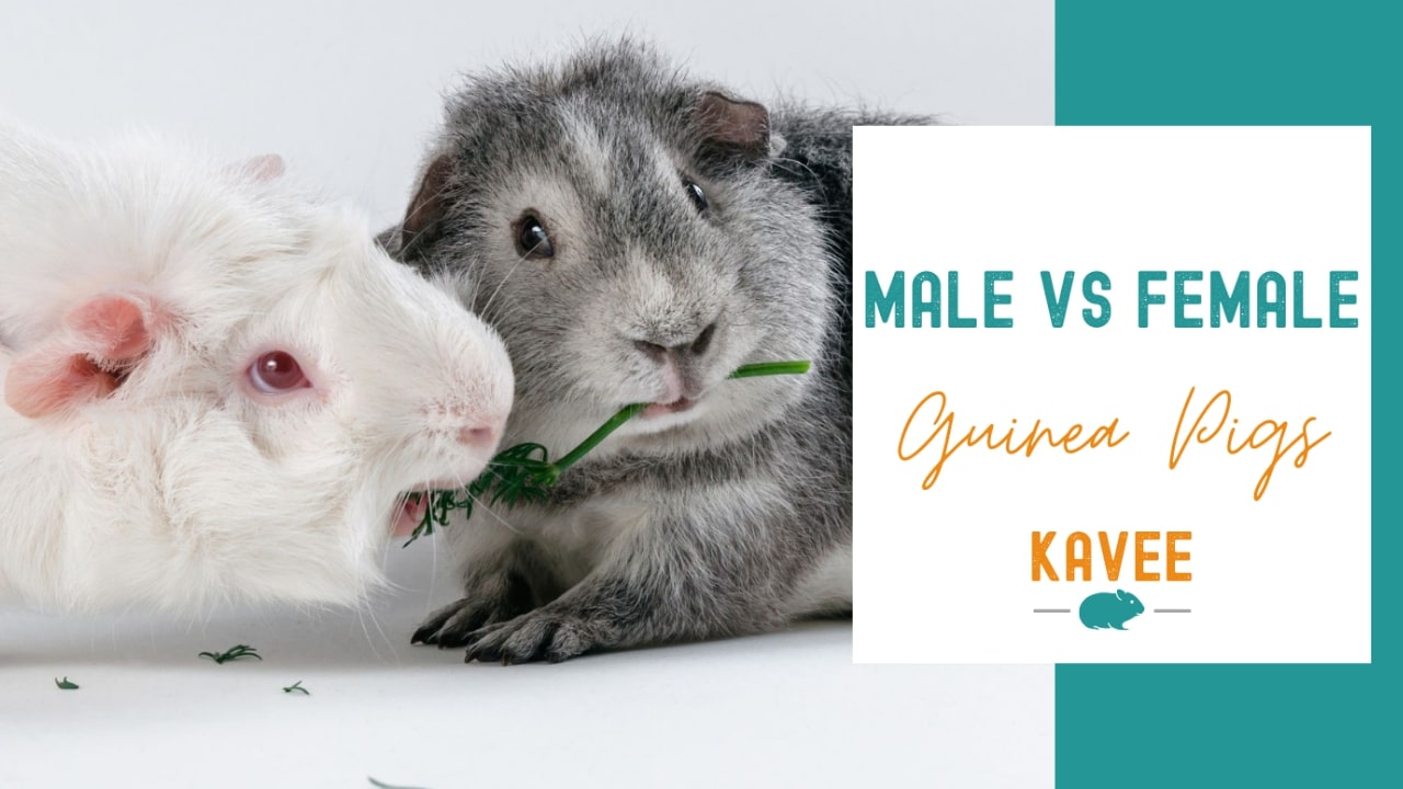 Male vs female guinea pig guide