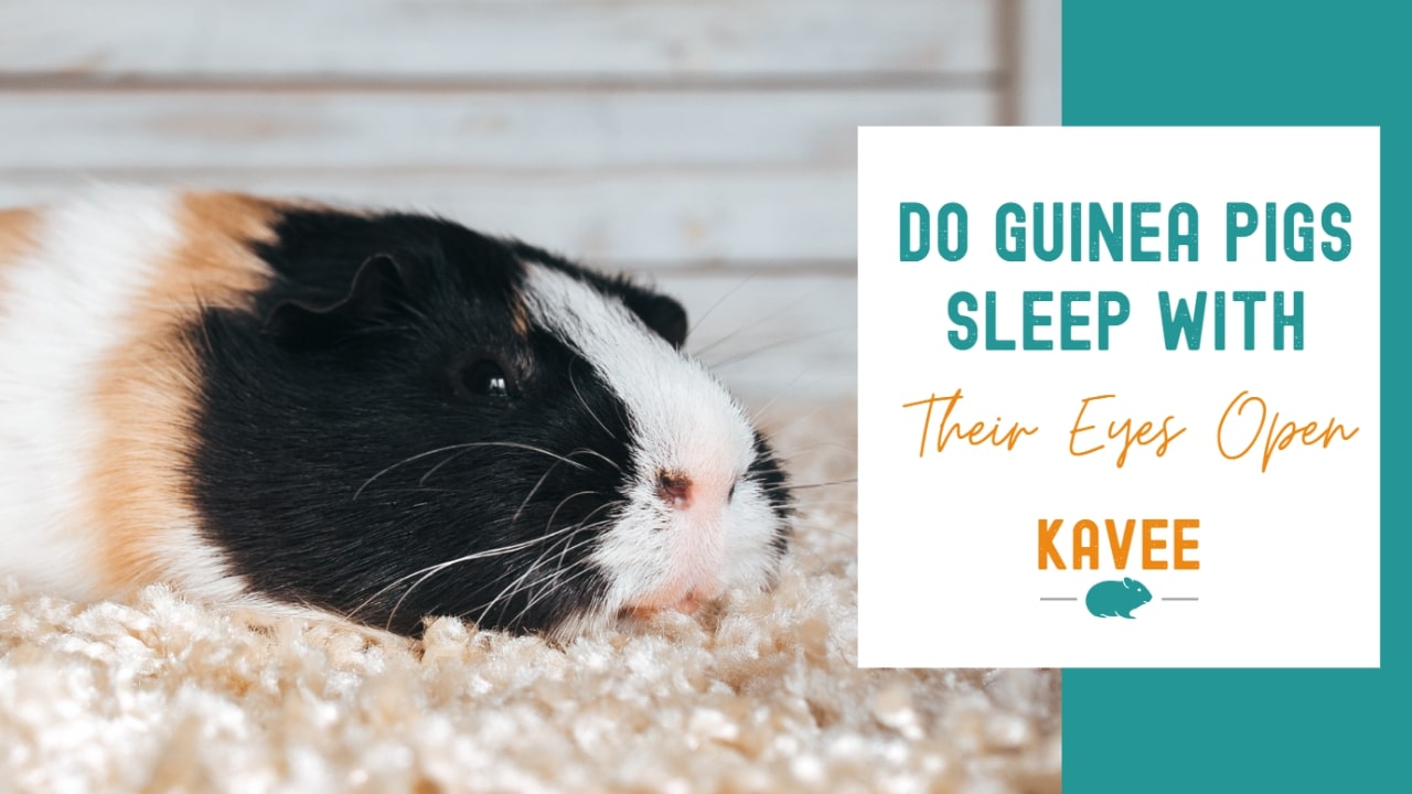 Do guinea pigs sleep with their eyes open