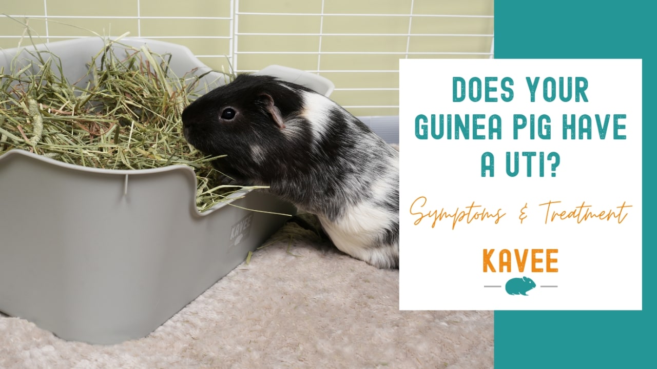 Does Your Guinea Pig Have a UTI?