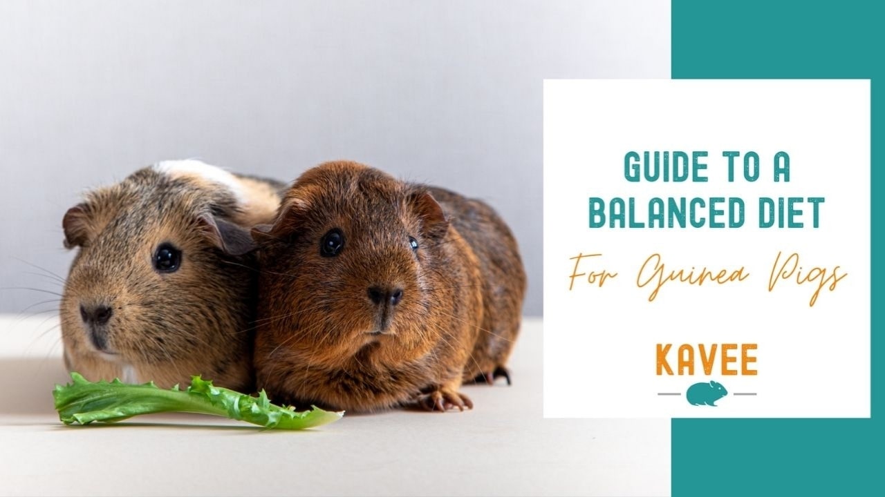 Weight Loss For Guinea Pigs At Home photo