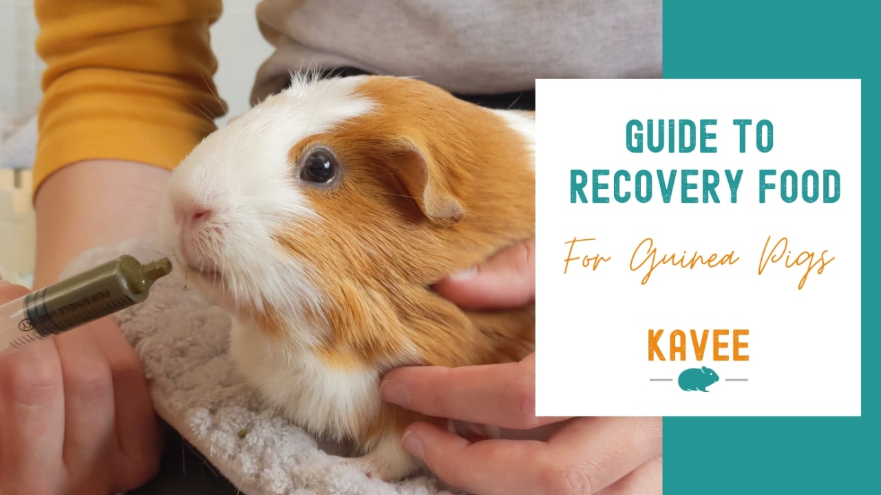 Guinea pig being syringe fed recovery food