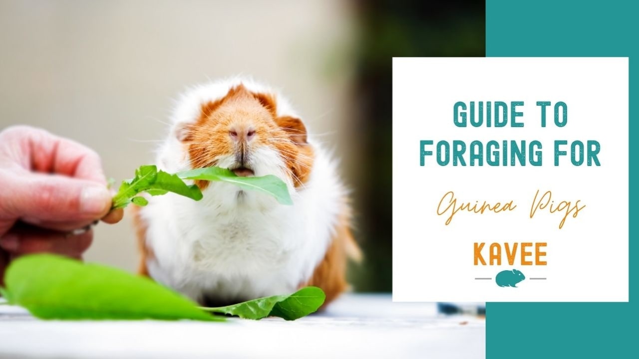 Guide to foraging for guinea pigs