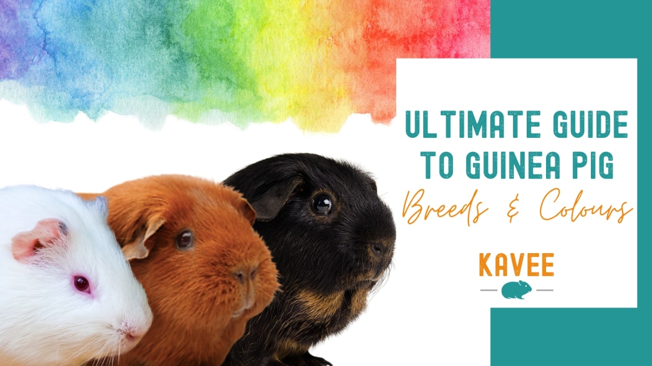 Guide to guinea pig breeds