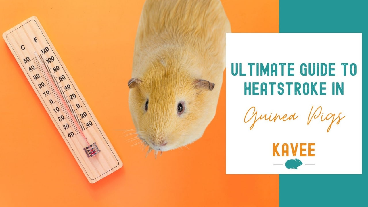 Guide to heatstroke in guinea pigs