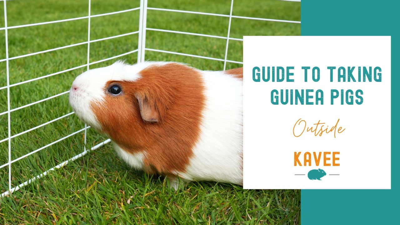 Guide to taking your guinea pigs outside