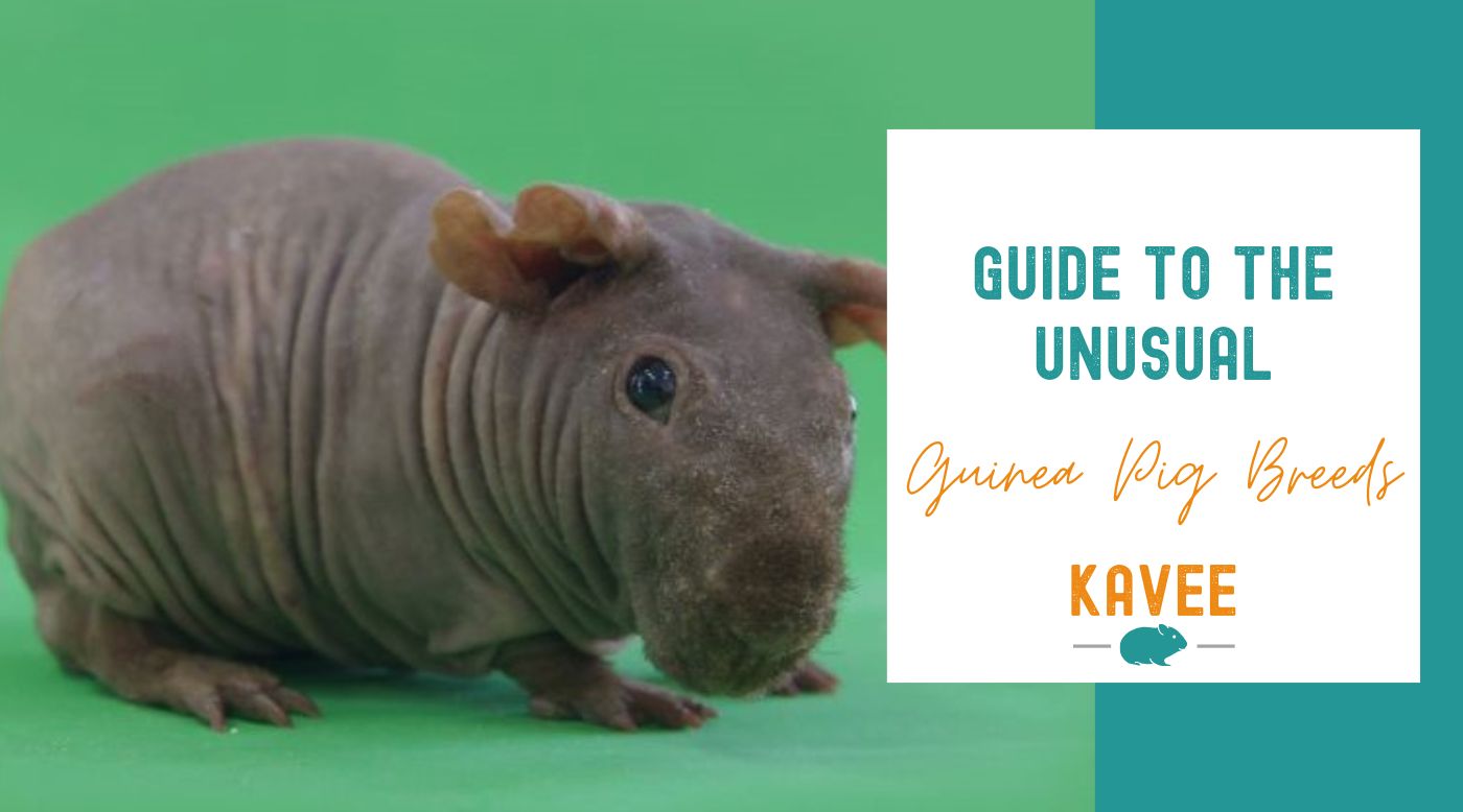 What Is a Satin Guinea Pig? Guide to Unusual Guinea Pig Breeds
