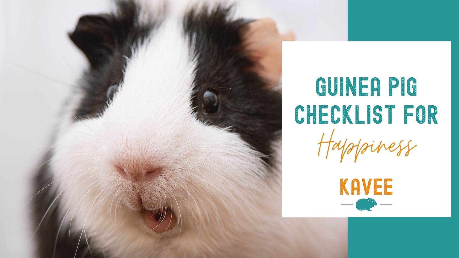 How do you fashion know your guinea pig is happy