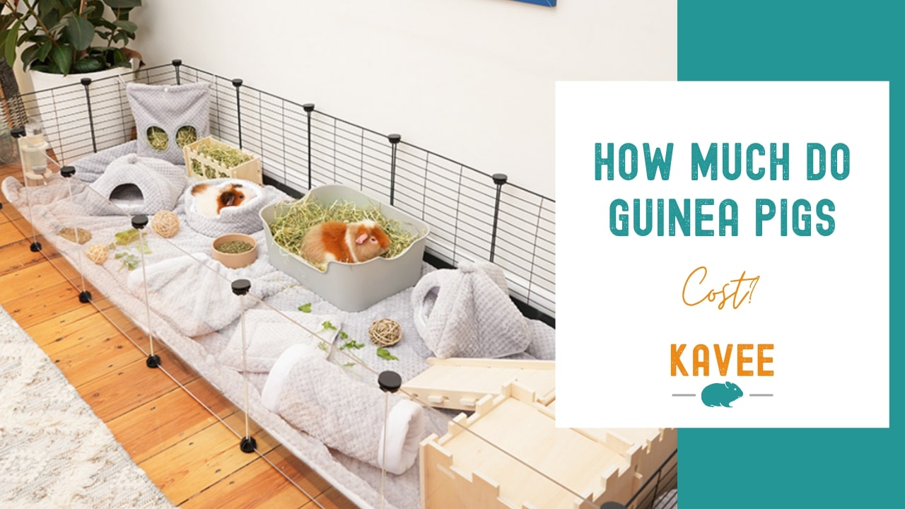 the real and shocking cost of owning guinea pigs