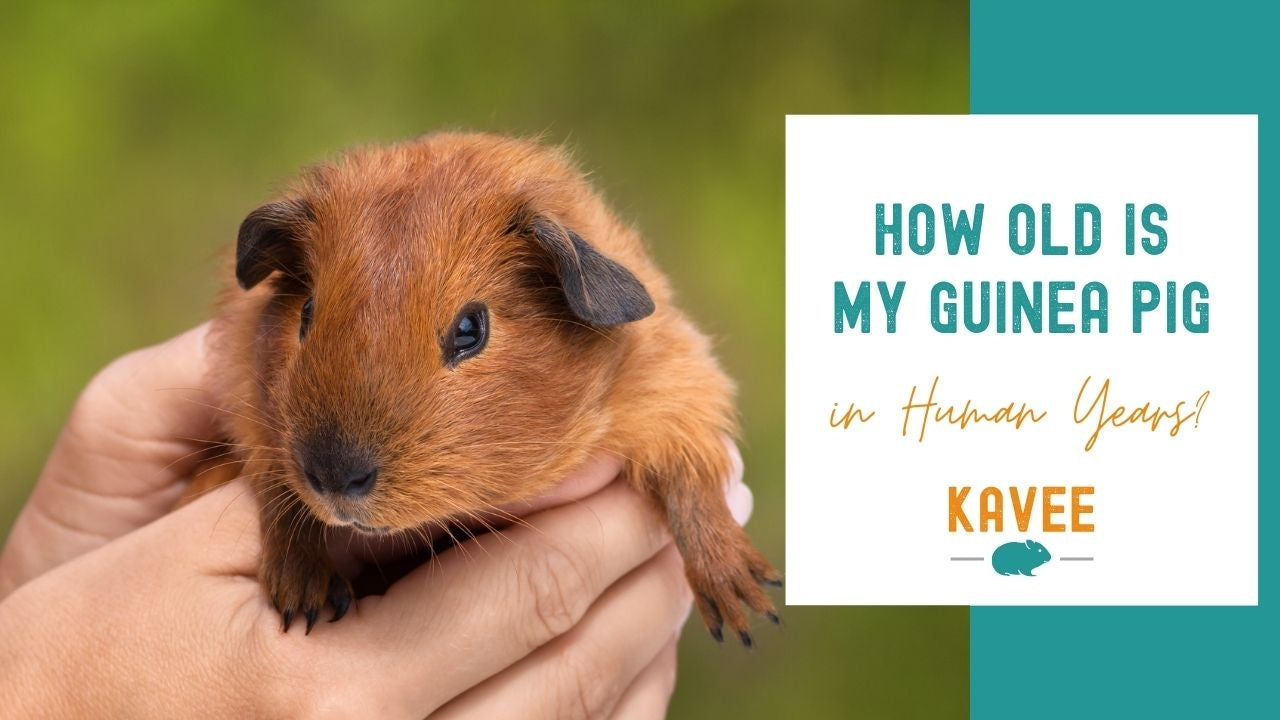 How old is my guinea pig in human years?
