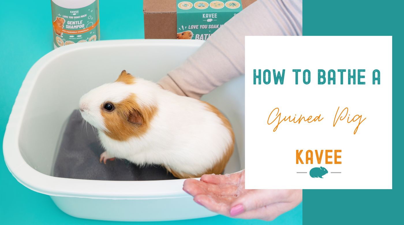 Guinea pig flea treatment best sale