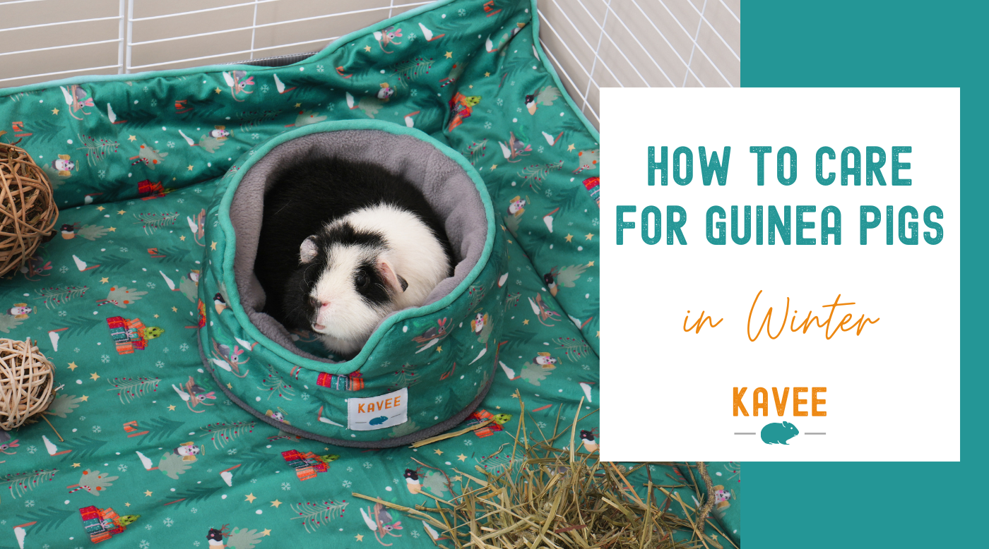 How to care for guinea pigs in winter