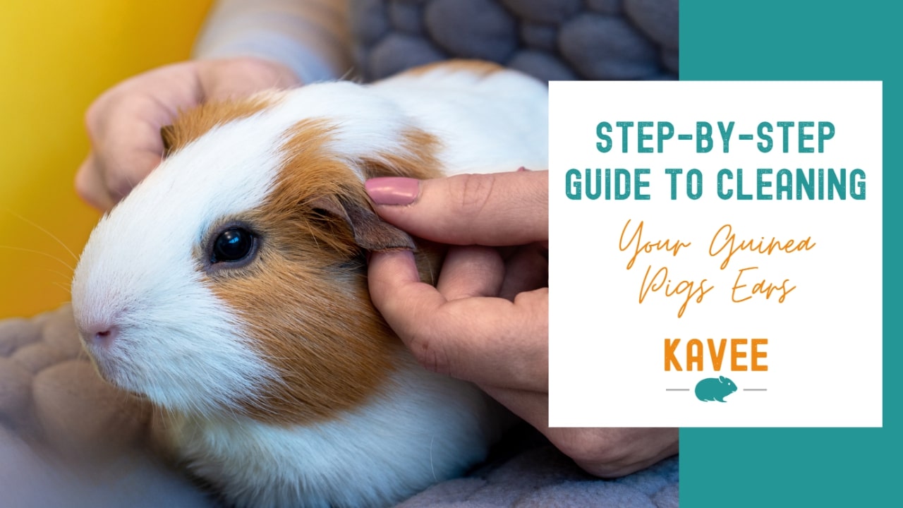 step-by-step guide to cleaning your guinea pig's ears