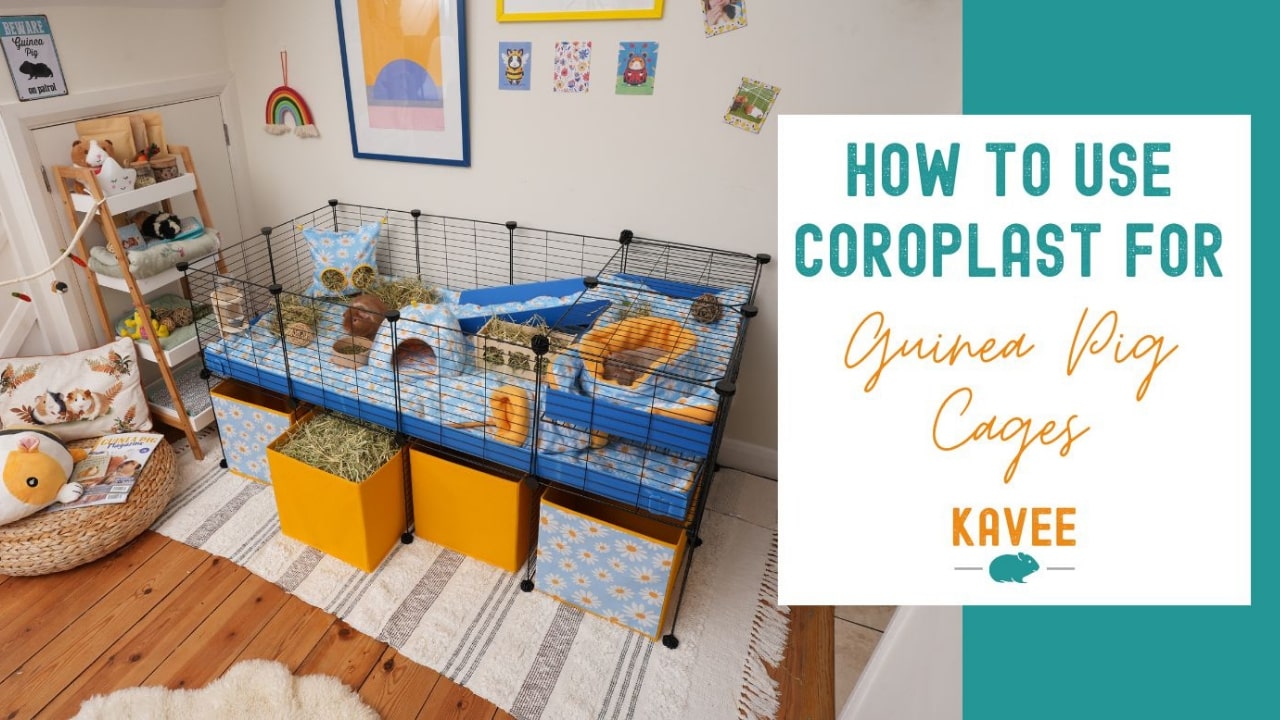 How to use coroplast for guinea pig cages