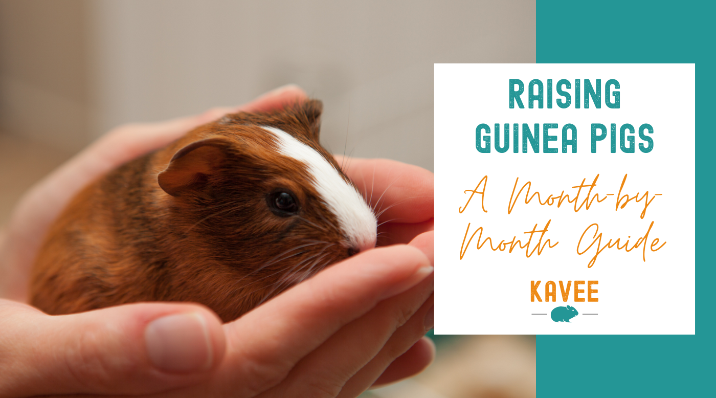 Month by month guide to raising guinea pigs