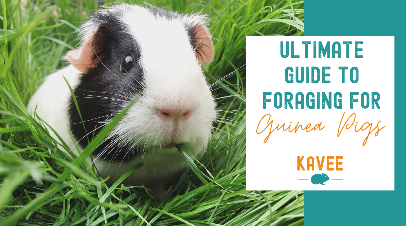 The Ultimate Guide to Foraging for your Guinea Pigs Rabbits Kavee