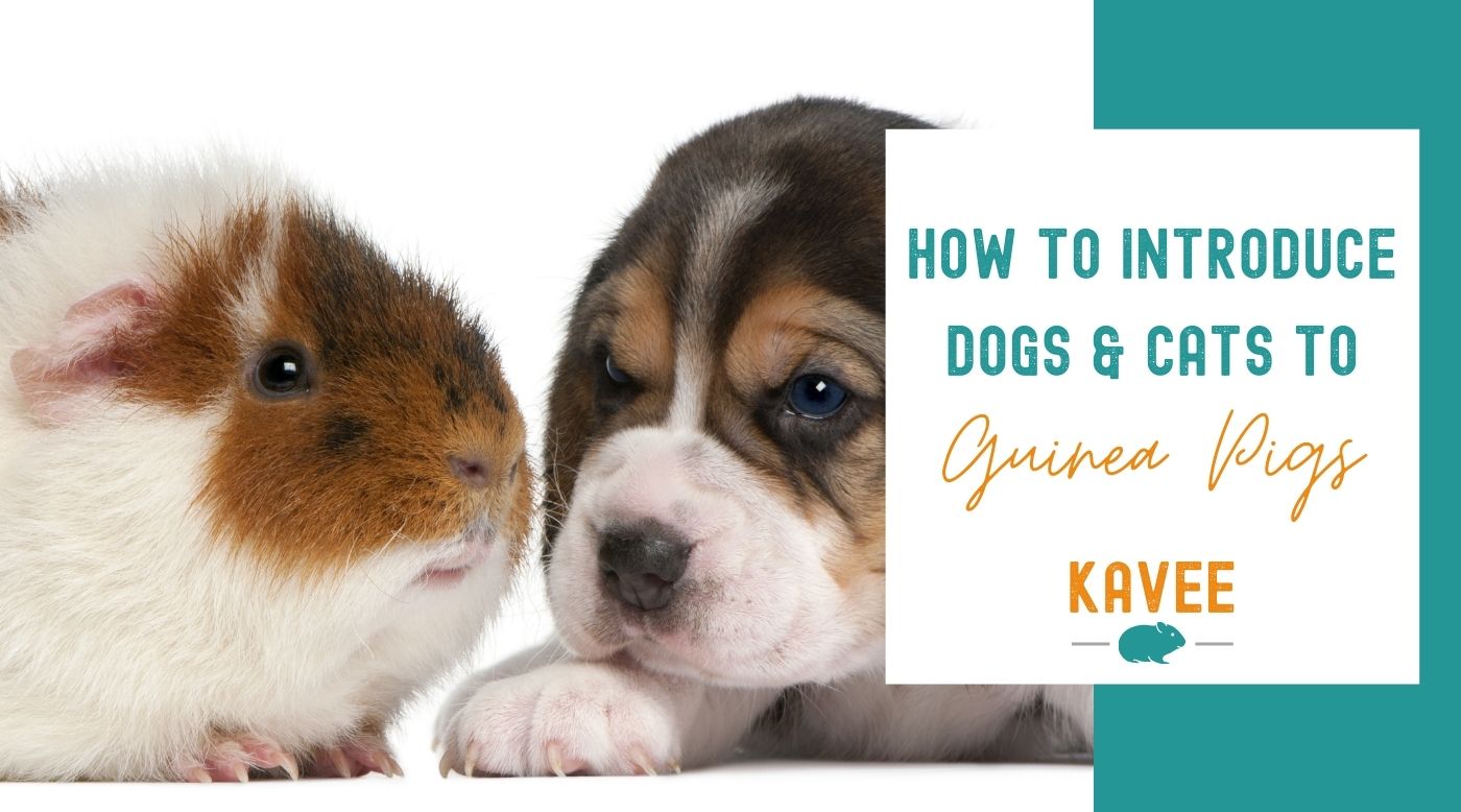 Can you have guinea pigs if you already have dogs or cats? The Answer!