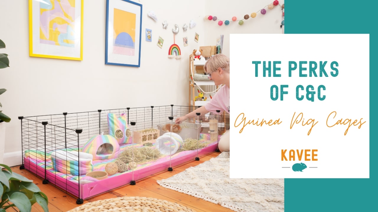 The Perks of C&C Guinea Pig Cages