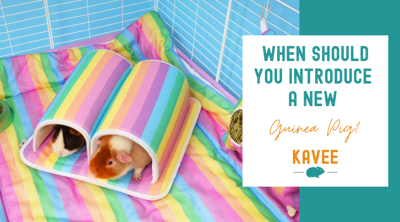 When should you introduce a new guinea pig?