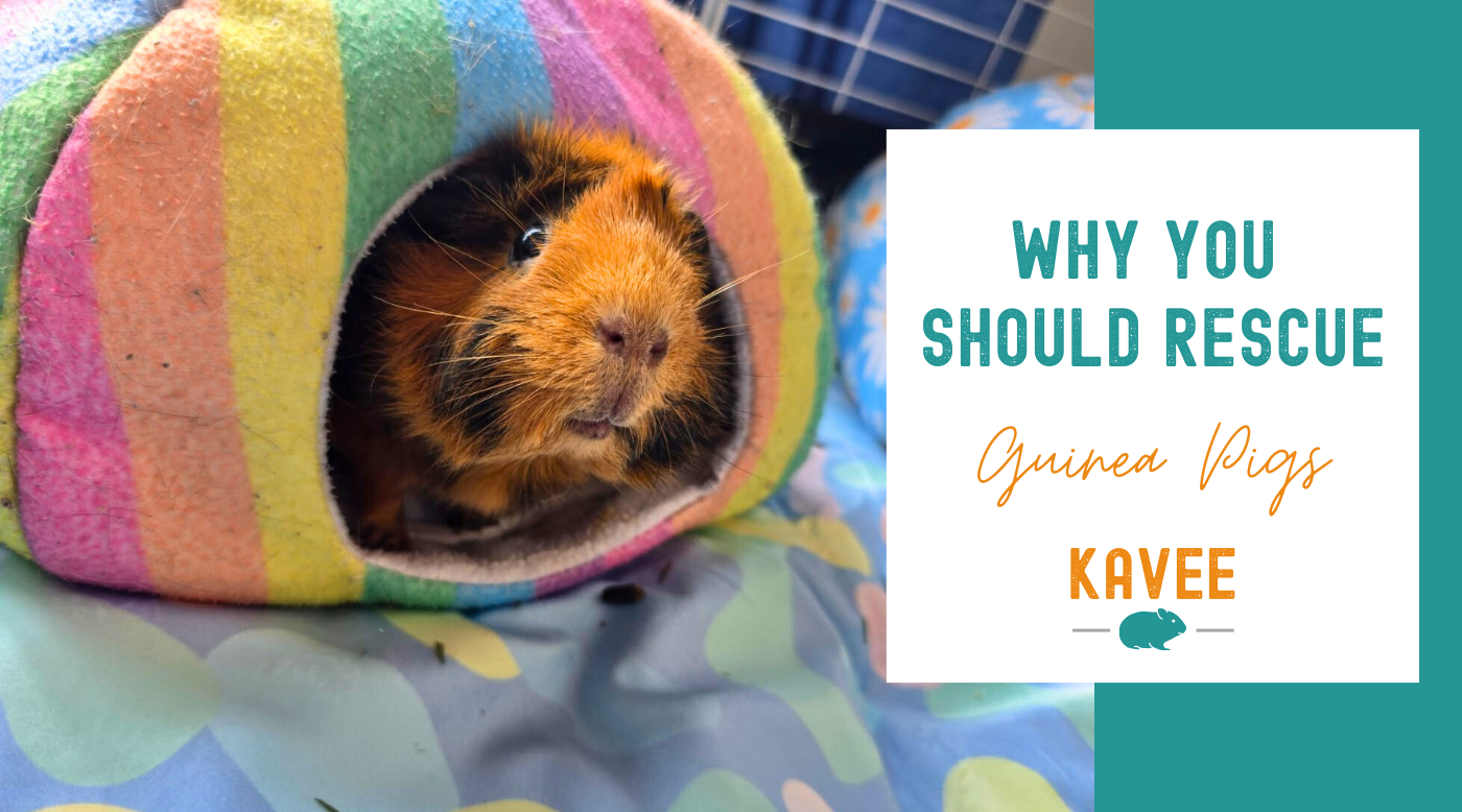 Why You Should Rescue Guinea Pigs