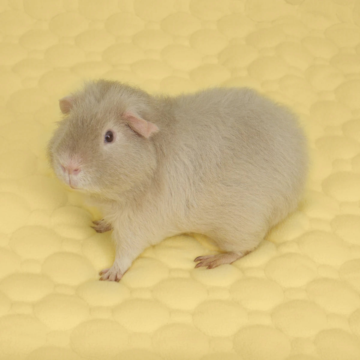The Cloud™ Fleece Liner in Butter, in a guinea pig habitat