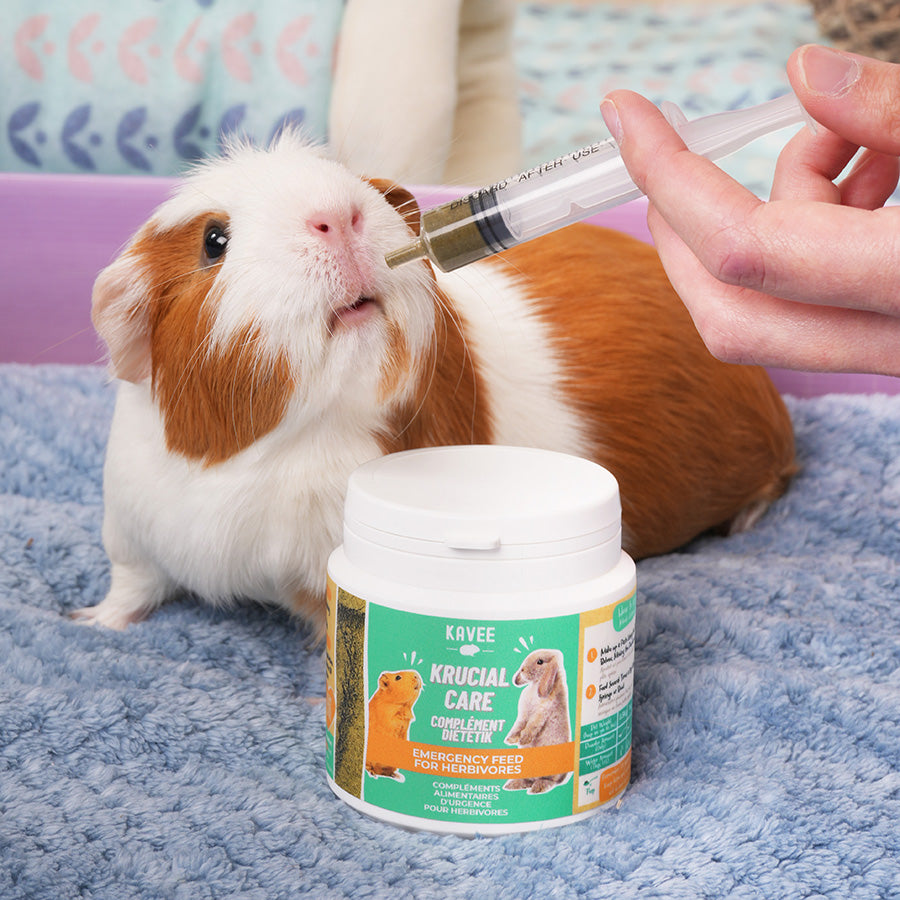 piggy female guinea pigs near me