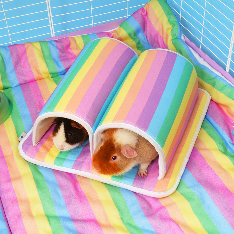 Piggy Do You Need Two Guinea Pigs Piggy Is It Better To Have One