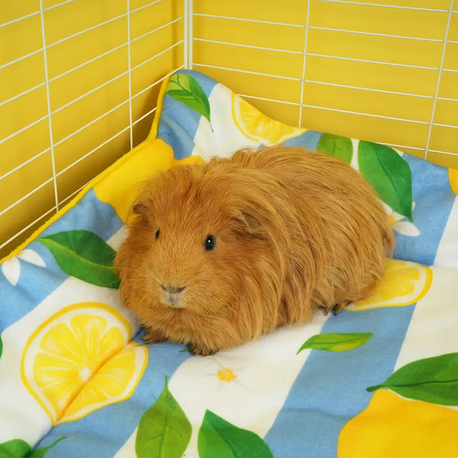 Lemon Amalfi fleece liner in a C&C guinea pig cage — lifestyle shot