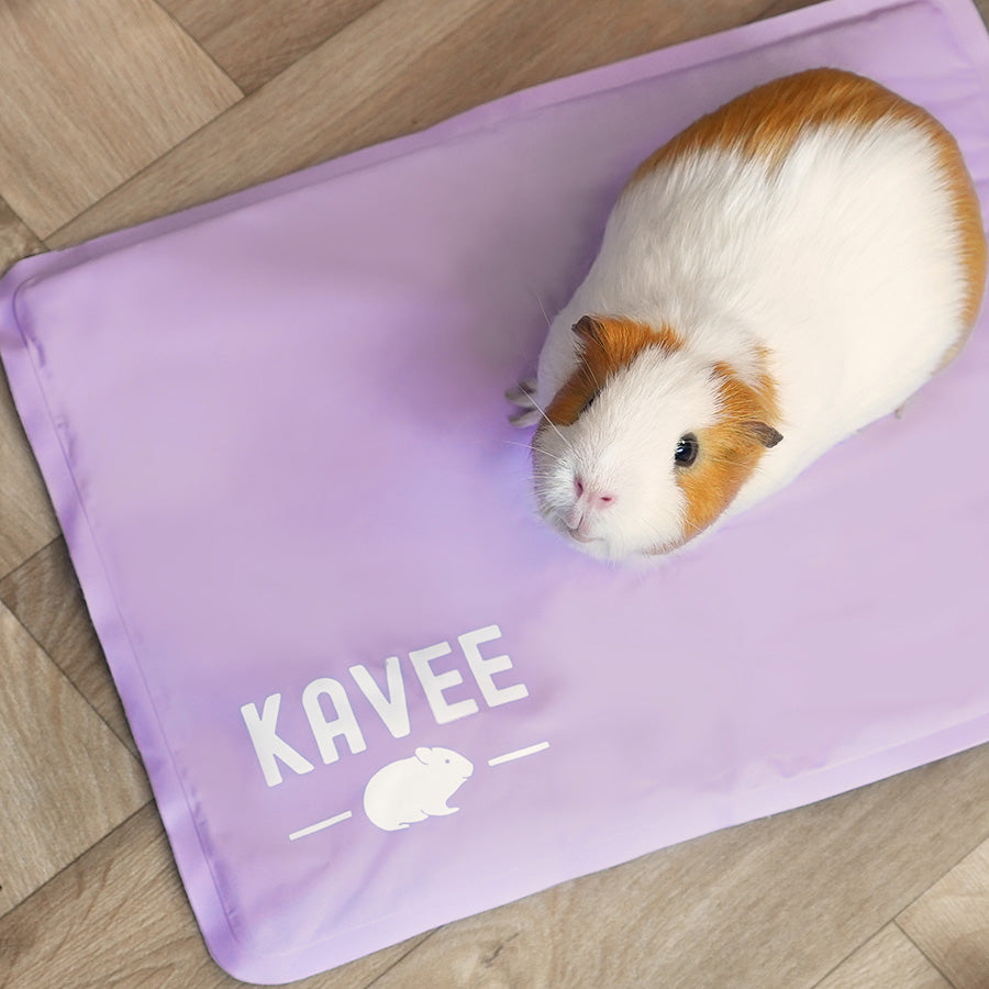 Guinea Pig Cooling Accessories | Summer Bundle