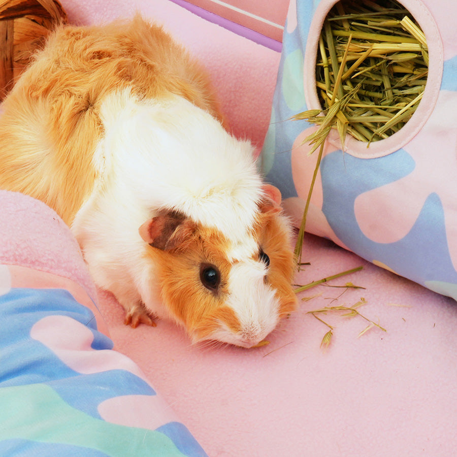 Plush Fleece Liners for Guinea Pigs | Picgasso Collection