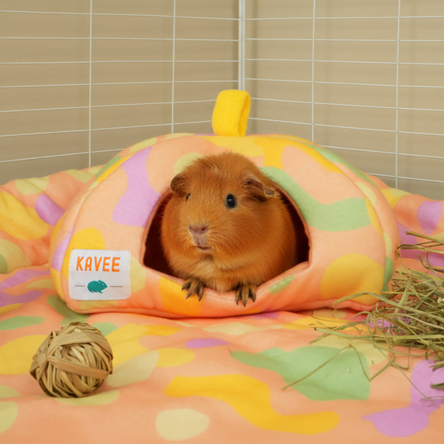 Peau de cochon d'Inde | Collection Pigcasso