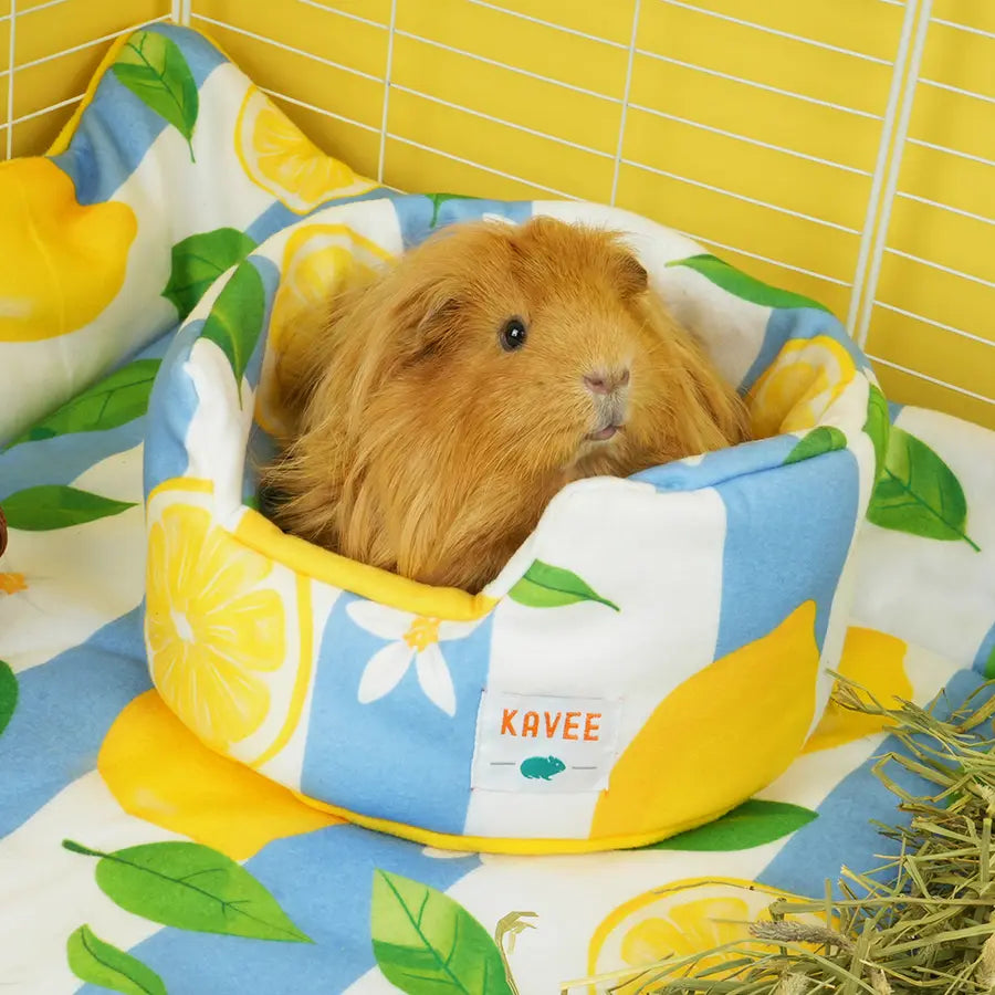 Lemon Amalfi cuddle cup in guinea pig cage
