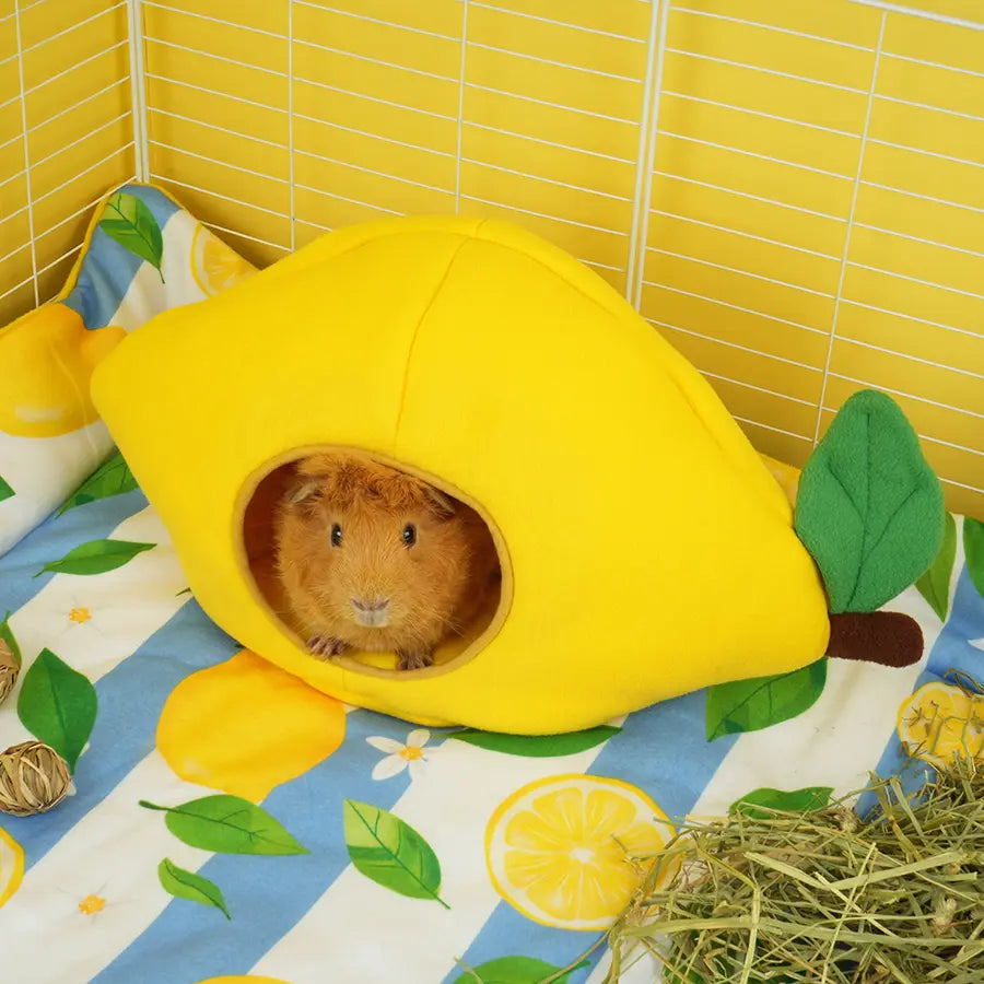 Lemon Amalfi hidey in guinea pig cage