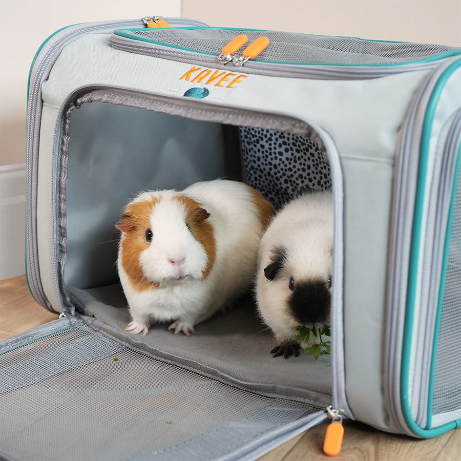 Ultimate Guide to Travel Cages for Guinea Pigs