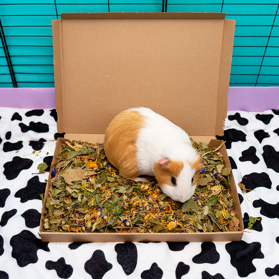 Brown and white guinea pig in Kavee brown wellbeing boost tray box eating forage mix in black cage on cow print liner