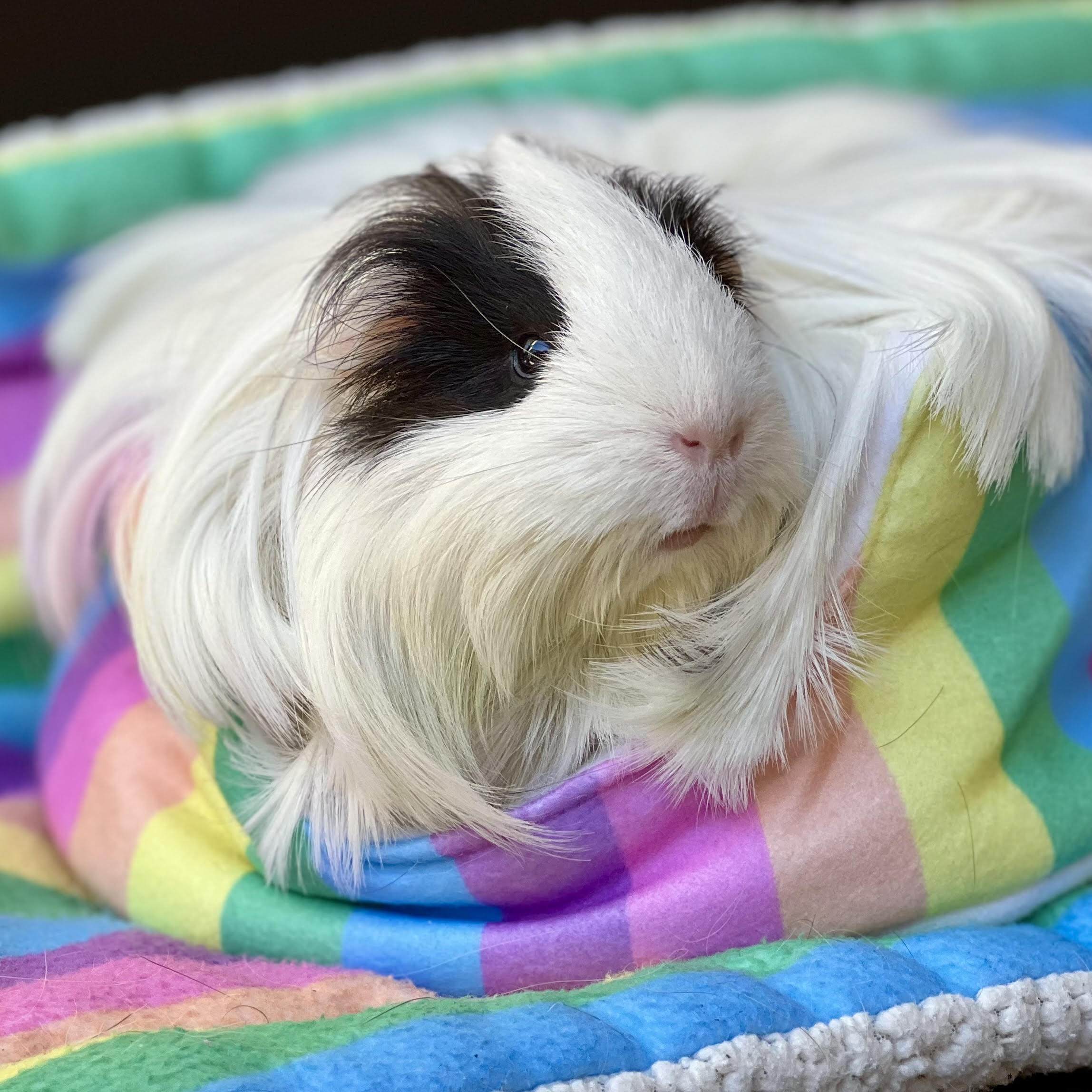 long hair white guinea pig using a rainbow fleece sofa cuddle cup bed accessory from kavee