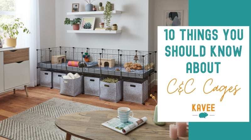 ten things you should know about C&C c and c cages guinea pig before getting one Kavee 