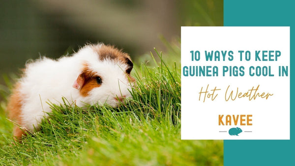 10 simple ways to keep guinea pigs cool in hot weather
