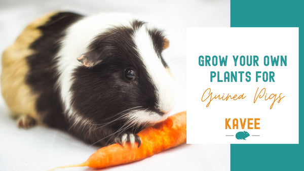 Grow your Own Plants for Guinea Pigs: Easy to follow Guide!