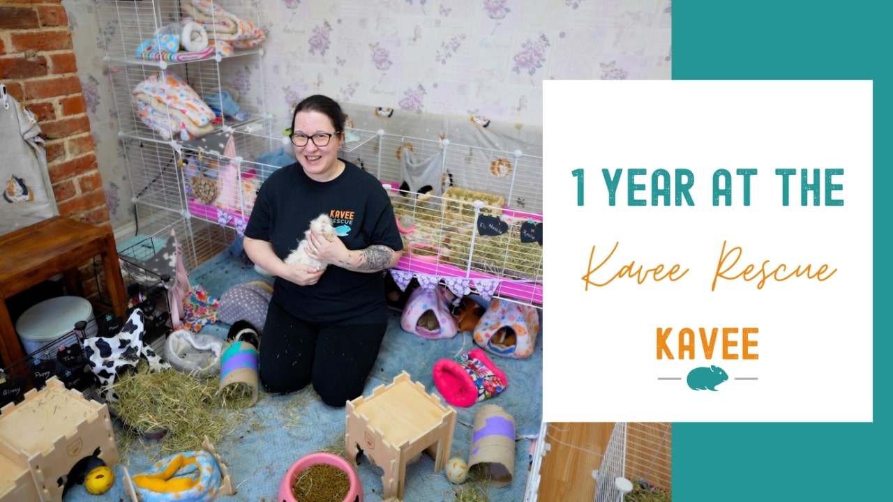 1 year at the Kavee Rescue