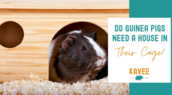 do guinea pig need a house in their cage kavee