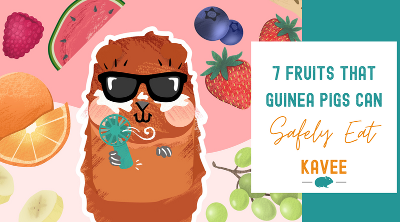 7 Fruits That Guinea Pigs Can Safely Eat